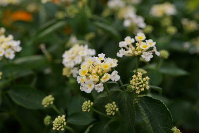 garden13a