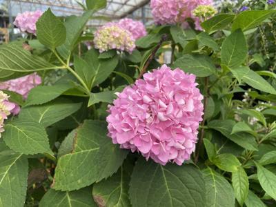 garden27a