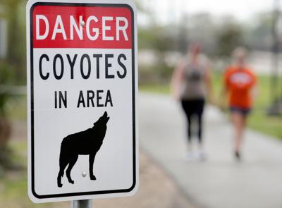no.coyotes.31321.814.JPG (copy)