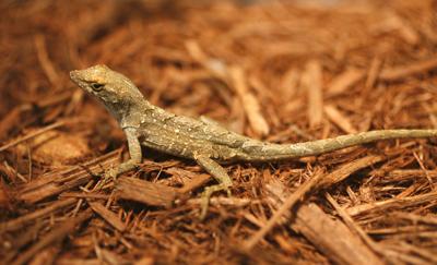 brownlizard2.jpg