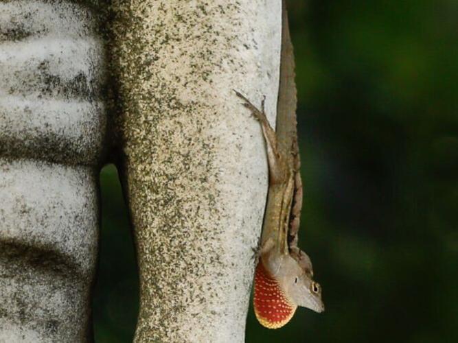 NO.jacksonsquarestatues.curious.006.jpg (copy)